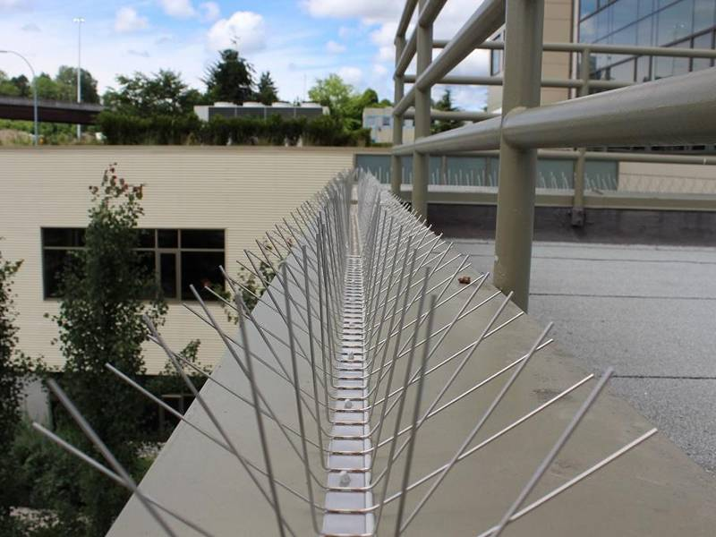 Stainless bird deterrent spikes installed along a building ledge