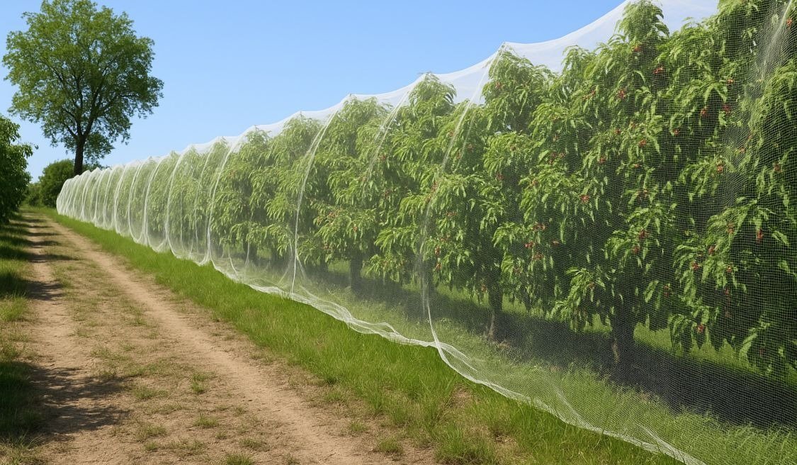 Protective mesh netting installed along an orchard