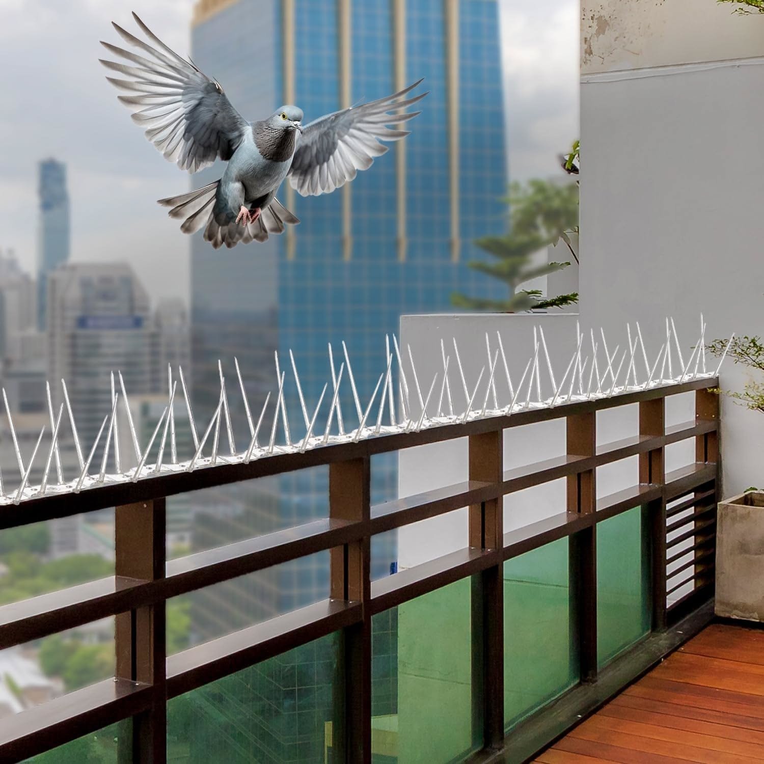 Pigeon approaching a ledge fitted with bird spikes