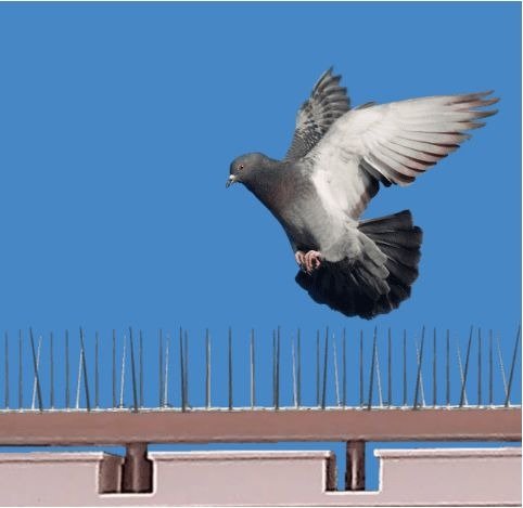 Pigeon deterrent spikes fitted along a balcony ledge
